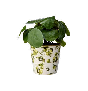 Affari Olive ollivi ruukku 14 x 13 cm kuva