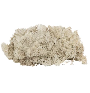 A Lot Dekoration palosuojattu sammal harmaa 500g kuva