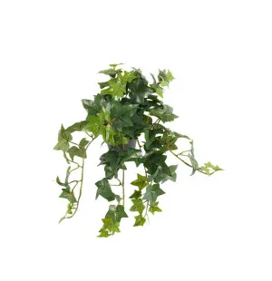 Mr Plant muratti ruukussa 30 cm kuva