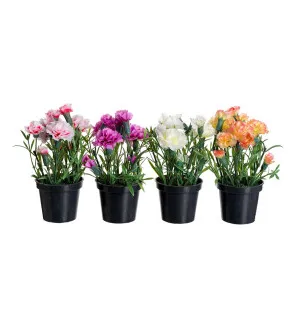 Mr Plant neilikka ruukussa koralli 15 cm kuva