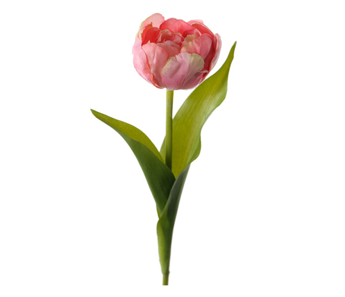 1757 21 mr plant pinkki vaaleanpunainen tulppaani pink ljusrod tulpan kuva