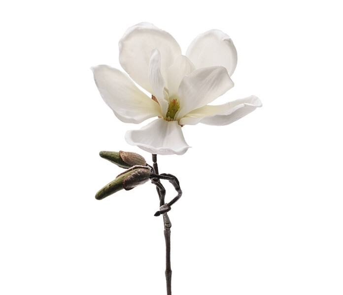 6172 10 mr plant magnolia valkoinen vit kuva