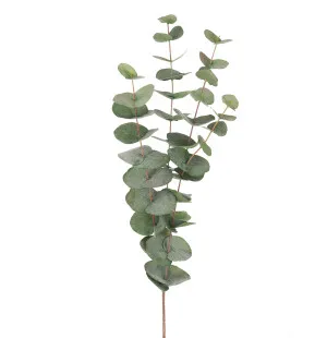 Mr Plant eukalyptus 60cm kuva