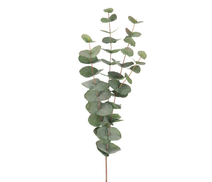 9953 95 mr plant eukalyptus eucalyptus kuva