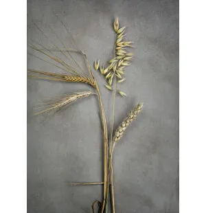 Storefactory juliste Four Grains 30x40cm kuva