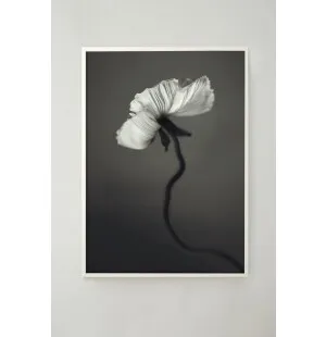 Storefactory juliste Papaver 30x40cm kuva
