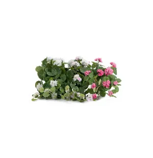 Mr Plant riippapelargonia ruukussa valkoinen 50 cm kuva