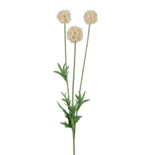 Mr Plant scabiosa / törmäkukka kerma  60 cm kuva