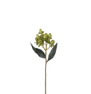Mr Plant Hypericum / kuisma 28 cm kuva