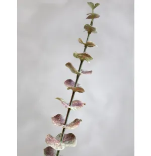 Chic Antique eukalyptus 65 cm kuva