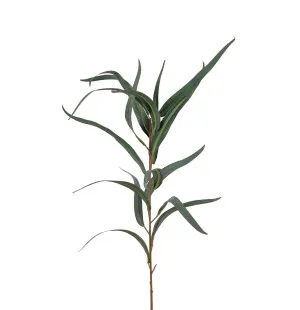 Mr Plant pitkälehtinen eukalyptus 60 cm kuva