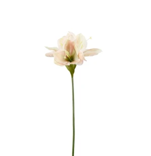 Mr Plant amaryllis roosa / kerma 63 cm kuva
