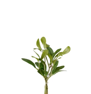 Mr Plant misteli 18 cm kuva