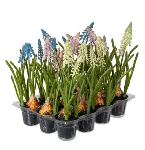 Mr Plant helmililja sininen 25cm kuva