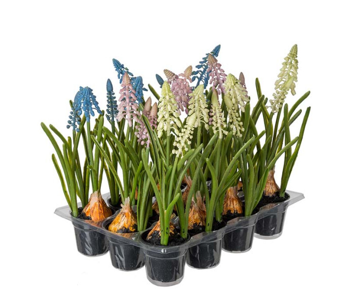 1534 99 1 mr plant hentohelmililja valkoinen sininen roosa koristekukka dekorationsblomma parlhyacint kuva