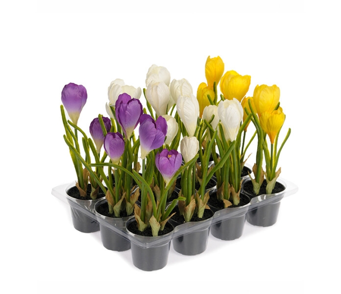 1496 99 1 mr plant krookus valkoinen keltainen liila crocus vit lila gul kuva