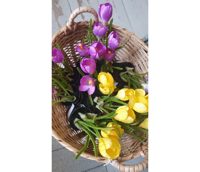 mr plant pieni krookus ruukussa liila keltainen kuva