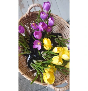 Mr Plant krookus ruukussa liila 20cm kuva