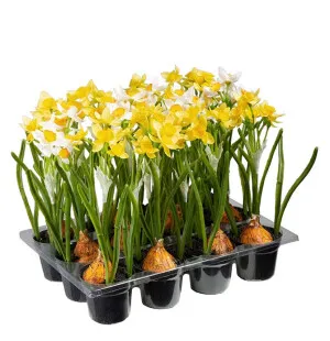 Mr Plant valkonarsissi 22cm kuva