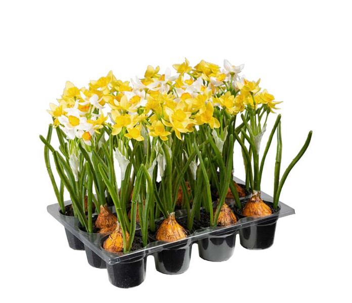 9661 99 1 mr plant valkonarsissi keltanarsissi pingstlilja pasklilja kuva