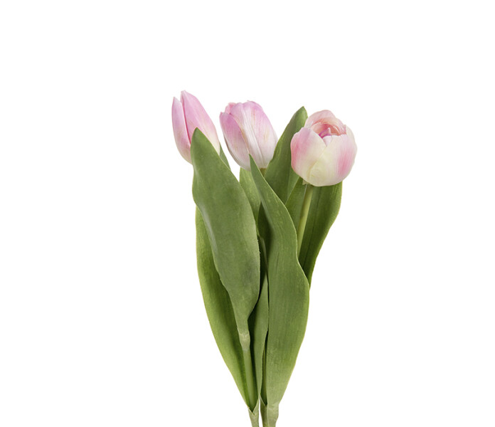 2620 23 mr plant tulppaani vaaleanpunainen tulpan rosa kuva