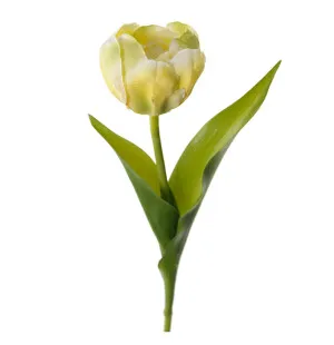 Mr Plant tulppaani keltainen/valkoinen 36cm kuva