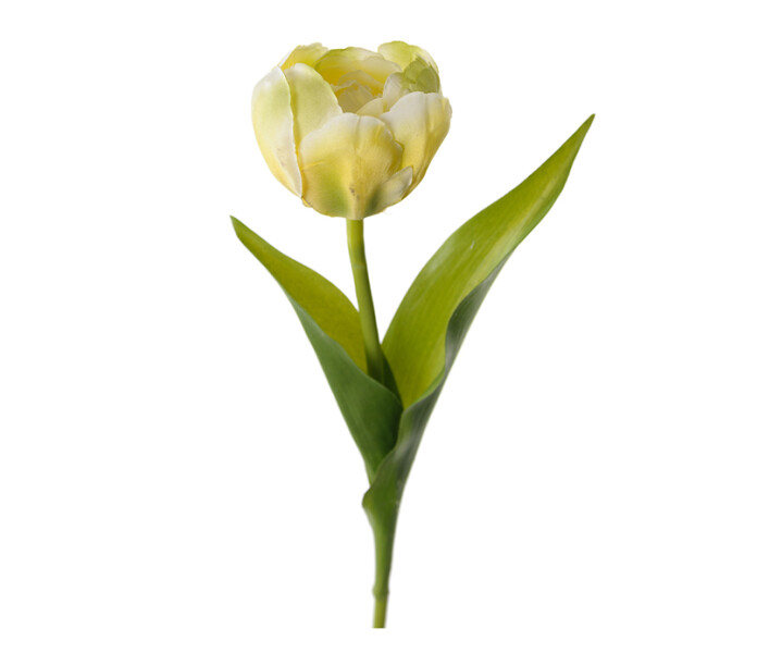 1757 90 mr plant tulppaani vihrea tulpan gron kuva