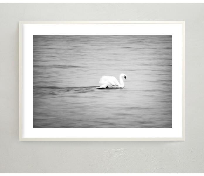 art by storefactory swan joutsen juliste posteri printti poster fotokonst svan 30 x 40 cm 2 kuva