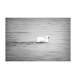 Storefactory juliste Swan 30 x 40 cm kuva