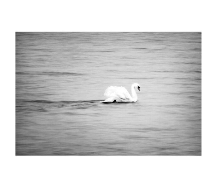 art by storefactory swan joutsen juliste posteri printti poster fotokonst svan 30 x 40 cm kuva