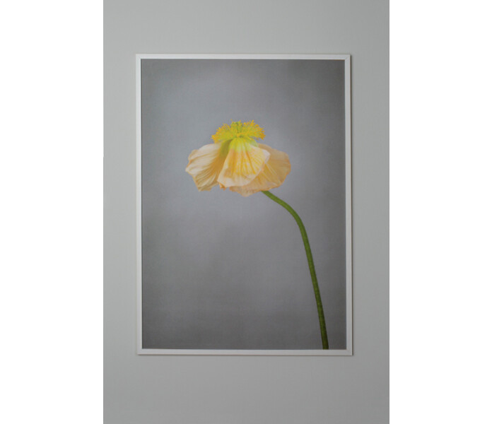 art by storefactory yellow poppy keltainen unikko juliste posteri printti poster fotokonst gul vallmo 30 x 40 cm 2 kuva