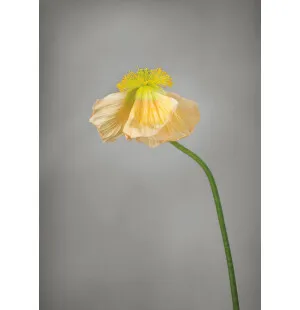 Storefactory juliste Yellow Poppy 30 x 40 cm kuva