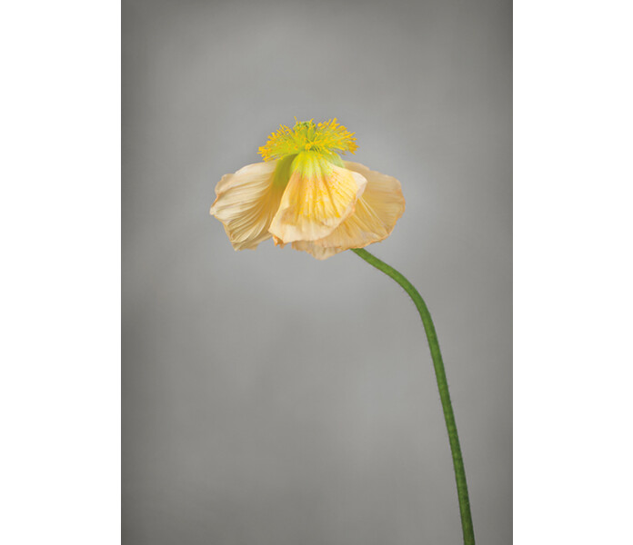 art by storefactory yellow poppy keltainen unikko juliste posteri printti poster fotokonst gul vallmo 30 x 40 cm kuva