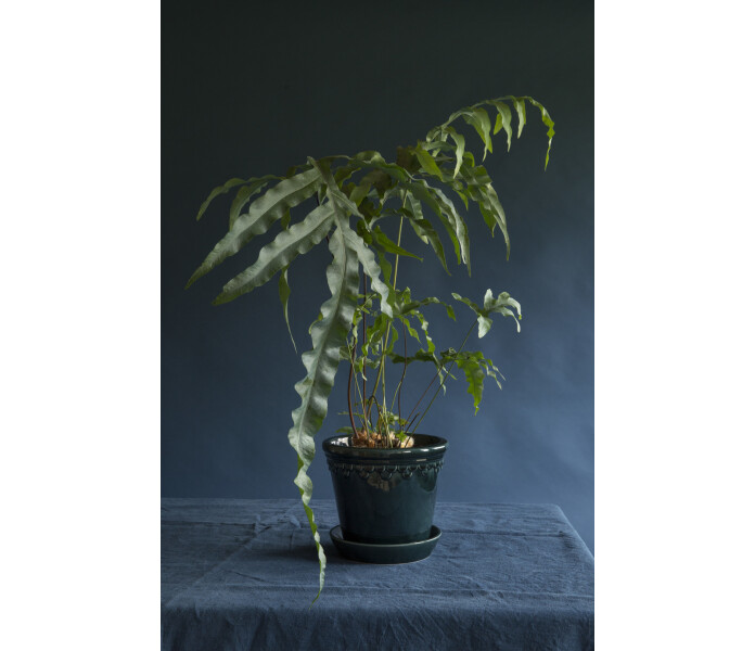 bergs potter copenhagen petrol blue lasitettu ruukku saviruukku sininen tummansininen petrooli petroolinsininen glaserad kruka lerkruka bla morkbla petrol petrolbla kuva