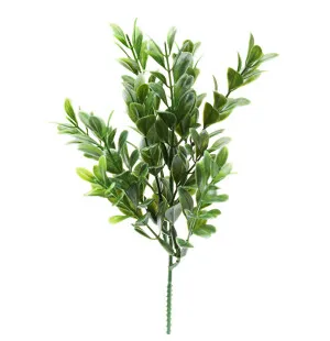 Mr Plant koristeoksa puksipuu 25 cm kuva