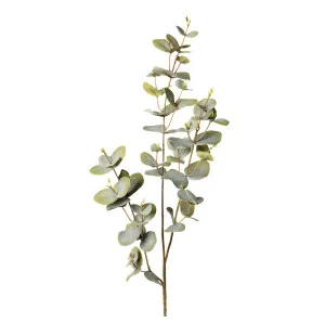 Mr Plant eukalyptus 70cm kuva