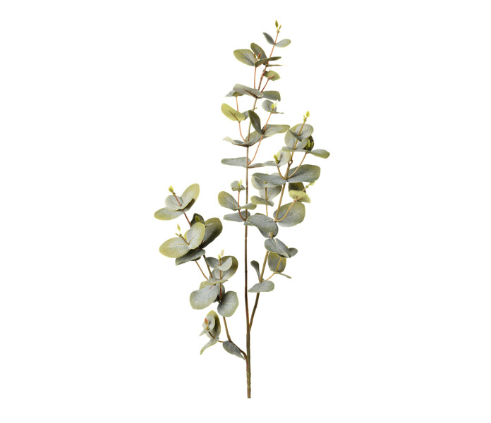 1438 95 mr plant eukalyptys eucalyptys vihrea gron tekooksa konstkvist kuva