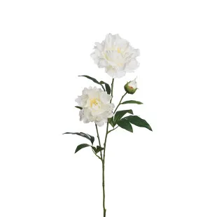 Mr Plant pioni valkoinen 75 cm kuva