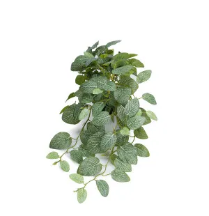 Mr Plant pitsilehti 50 cm kuva