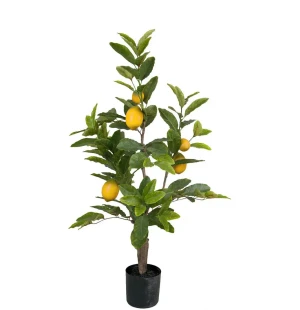 Mr Plant sitruunapuu 90 cm kuva