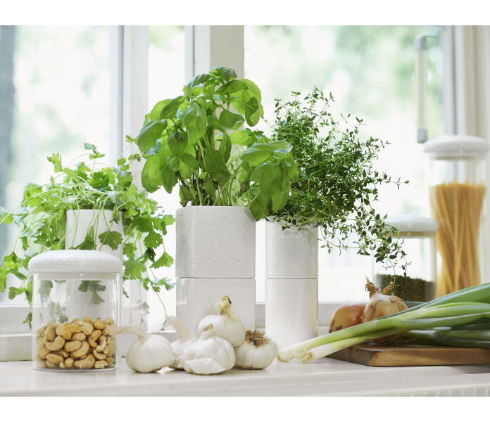 Cult design Yrttiruukku ortkruka kuva