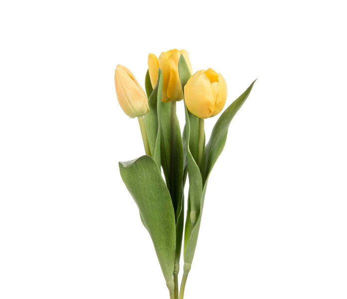 2620 50 Mr Plant tulppaani keltainen tulpan gul kuva