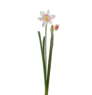 Mr Plant narsissi valkoinen / pinkki 50 cm kuva