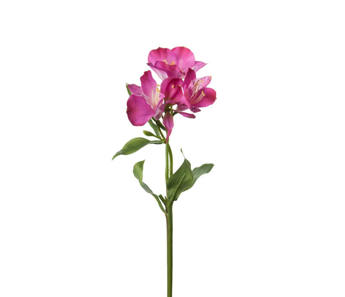 1981 40 Mr Plant alstromeria inkalilja pinkki roosa pink rosa 34cm kuva