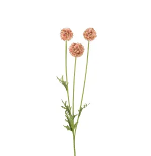 Mr Plant scabiosa / törmäkukka 60 cm kuva