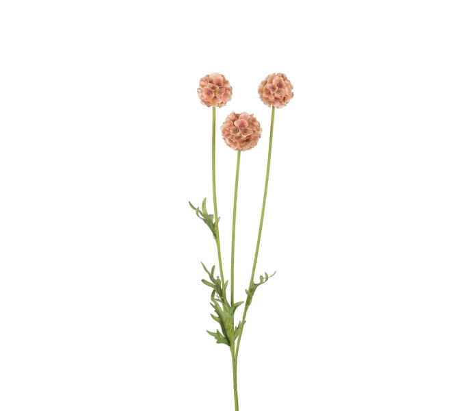 2347 70 MR Plant scabiosa tormakukka ruskea brun 60cm kuva