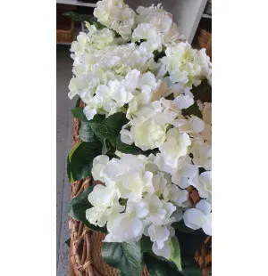 Mr Plant hortensia ruukussa valkoinen  kuva