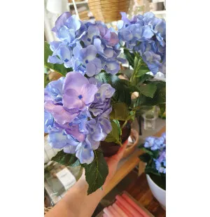Mr Plant hortensia ruukussa sininen kuva