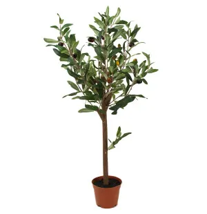 Mr Plant oliivipuu 60 cm kuva