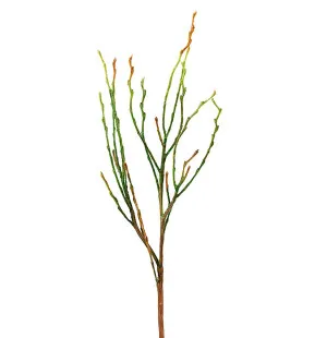 Mr Plant varvun oksa 35 cm kuva